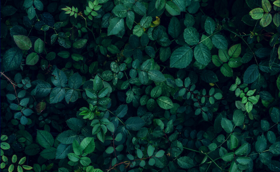 Environment